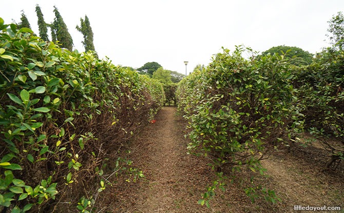 middle of Maze in Pasir Ris Park