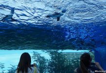 Sunshine Aquarium in Ikebukoro, Tokyo: Underwater Journey, Up In The Sky