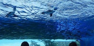 Sunshine Aquarium in Ikebukoro, Tokyo: Underwater Journey, Up In The Sky