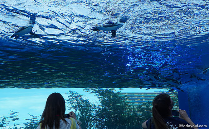 Sunshine Aquarium in Ikebukoro, Tokyo: Underwater Journey, Up In The Sky