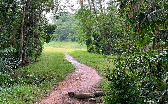 Getting to Clementi Forest