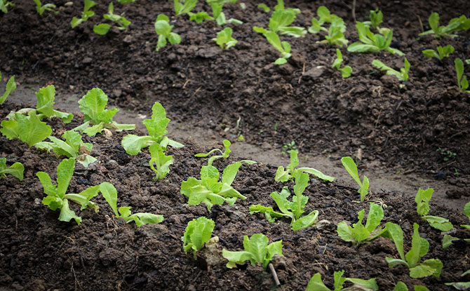 growing farm plants