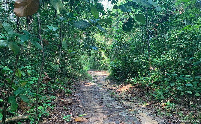 Forest Trail