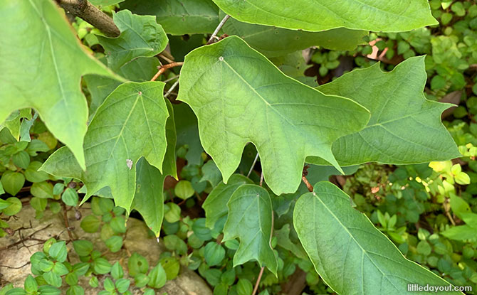 Duck's Foot Tree