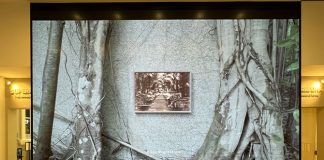 Rooting For Change: Artistic Responses To Climate Change And Sustainability