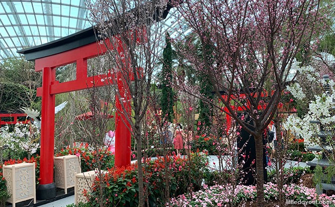 Torri Gates at Sakura Display 2021