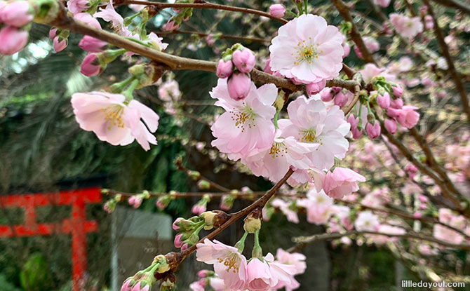 Sakura featuring tokidoki 2022 at the Flower Dome, Gardens by the Bay