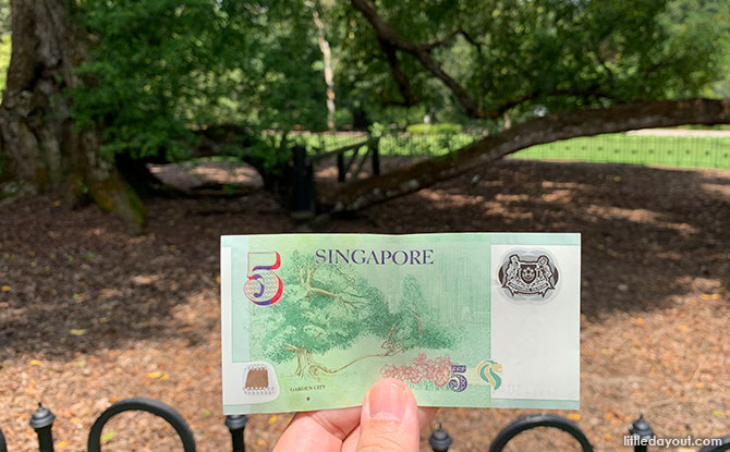 Little Stories: Singapore Botanic Gardens’ Iconic 150-Year-Old, Five-Dollar Bill Tembusu Tree