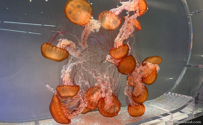 Discover The Wonders of Sea Jellies At The Singapore Oceanarium 1 sea jellies