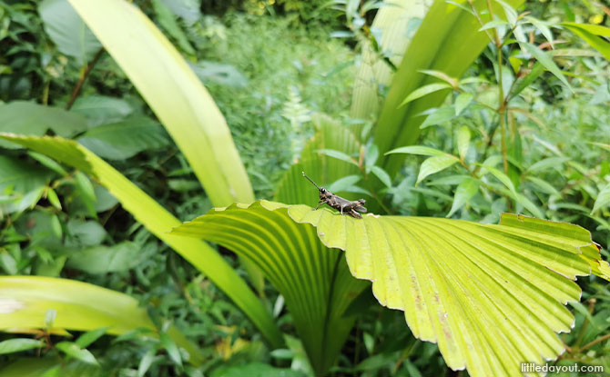 Immersive Rainforest Trail