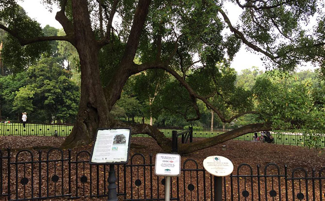 Singapore’s National Tree – The Tembusu