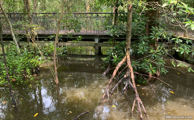 Sungei Buloh Mangrove Walk