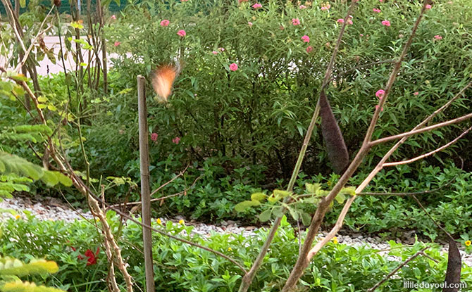 Tampines Changkat Butterfly Garden - What to See and Do