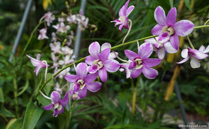 Dendrobium Fairy Splash