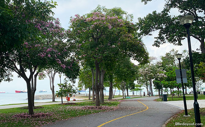 Trumpet trees at East Coast Park