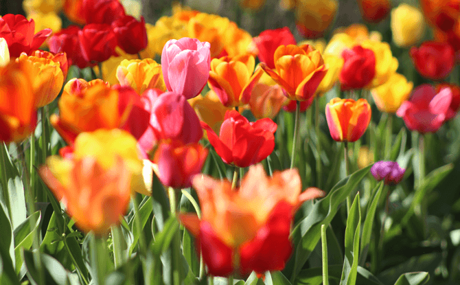 Tulips