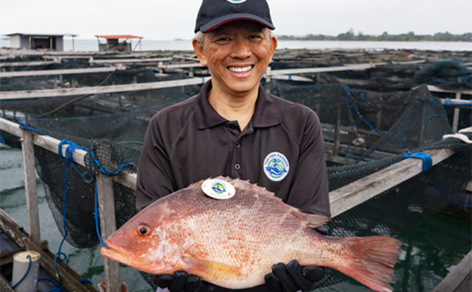 The Fish Farmer