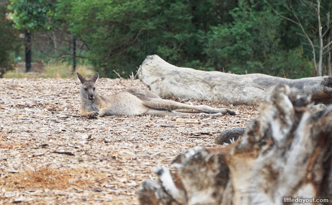 Kangaroo at the Australian Trail