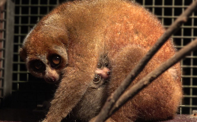 Sunda Slow Loris born on Christmas Day