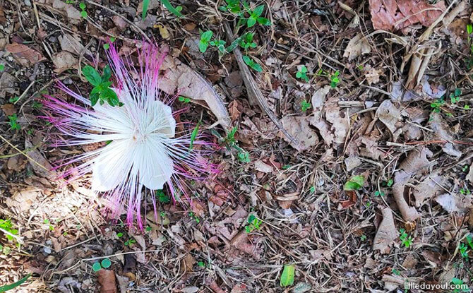 Pom Pom Flowers