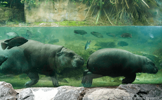 Hippos