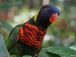 Fully Vaccinated Seniors Enjoy $1 Admission At Jurong Bird Park This September 2021