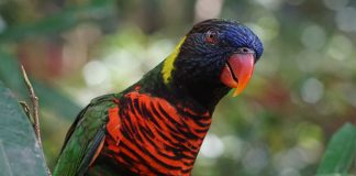 Fully Vaccinated Seniors Enjoy $1 Admission At Jurong Bird Park This September 2021