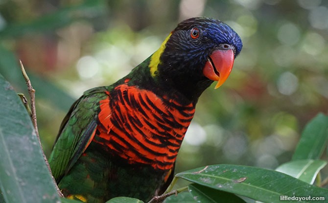 Fully Vaccinated Seniors Enjoy $1 Admission At Jurong Bird Park This September 2021