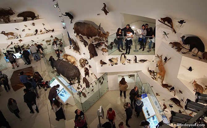 Wild Exhibit, Melbourne Museum