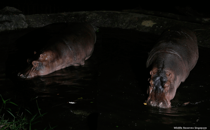 Night Safari Nile Hippo