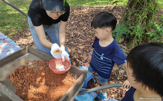 Sorting through the soil at Fort Canning Park