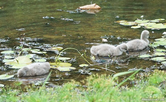 Baby Swans or Cygnets at Singapore Botanic Gardens – Not Ugly Ducklings