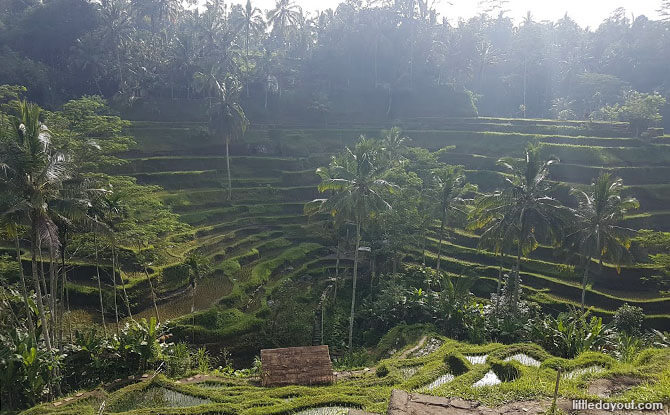 Rice Terraces in Bali & Campuhan Ridge Walk