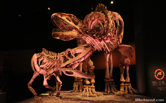 ArtScience Museum: Dinosaurs Dawn to Extinction 05-battle