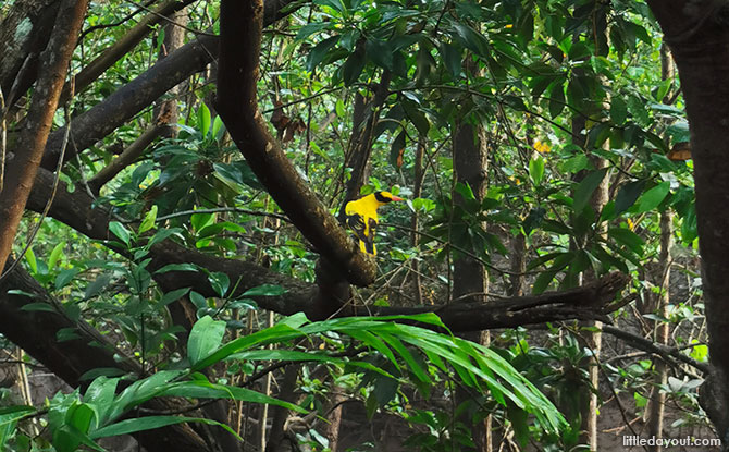 Oriole at Berlayer Creek - What to See 