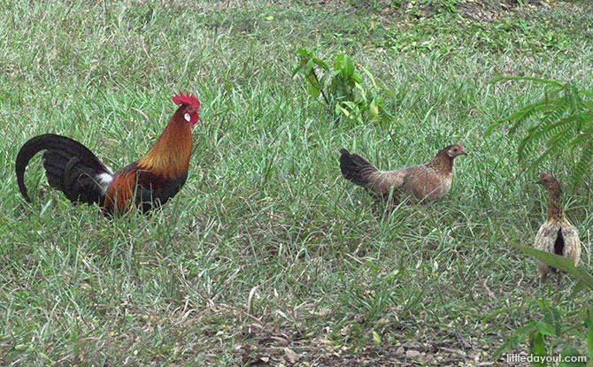 chicken Birds Sighted At Pasir Ris Bird Watching Tower