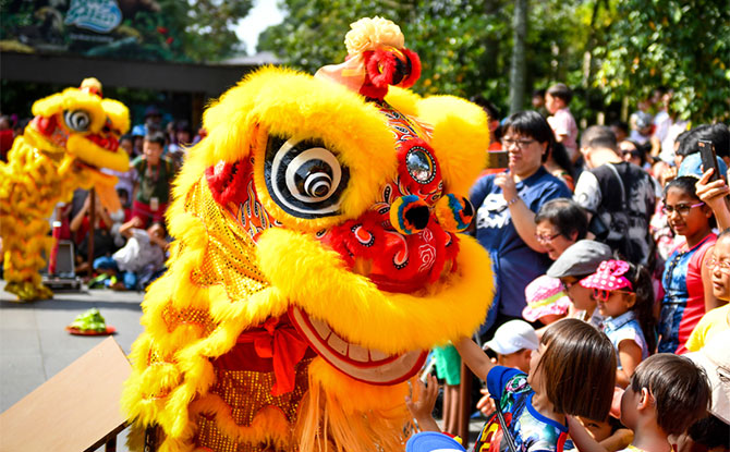 Lion Dance Performance at Singapore Zoo