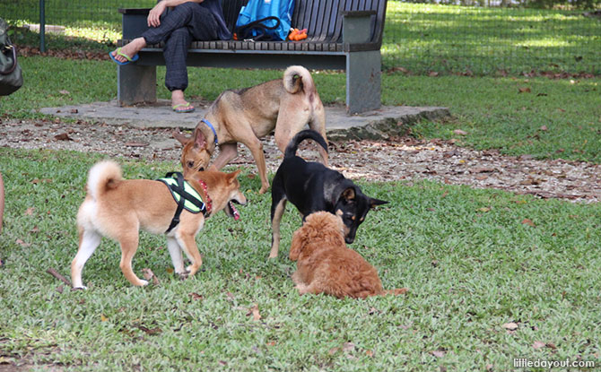 Bishan – Ang Mo Kio Park Dog Run