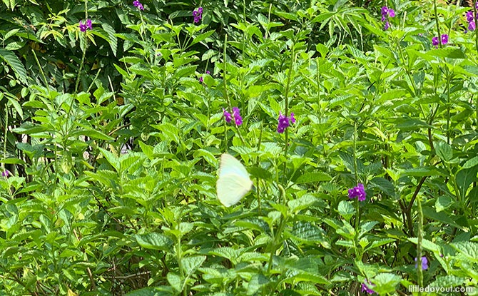 Butterfly Garden