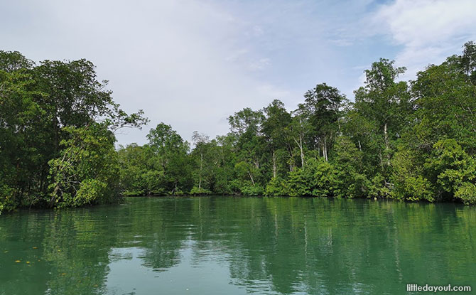 mangrove forest at Pulau Ubin