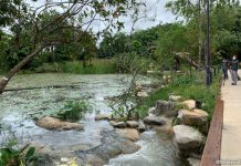Kingfisher Wetlands At Gardens By The Bay: Wildlife Sanctuary In The City Kingfisher Cascade