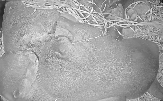 Melbourne Zoo otter live cam