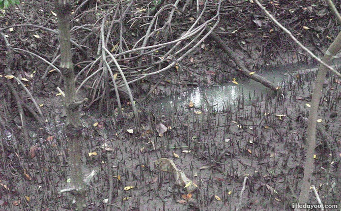 Wildlife at Pasir Ris Mangrove roots