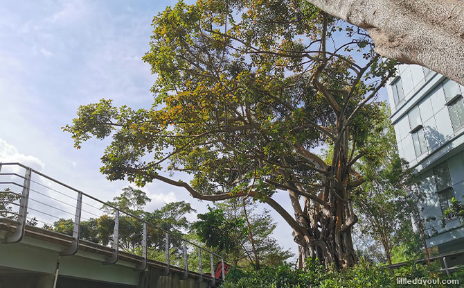 Ficus trees, also known as Banyan trees