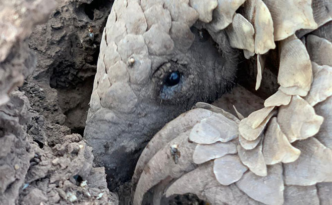 World Pangolin Day: Expert Discussion Panel And New Pangolin Baby 4 World Pangolin Day Pangolin