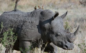 world-rhino-day