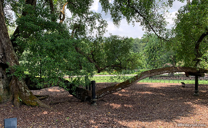 Singapore Botanic Gardens' Heritage Tembusu Tree