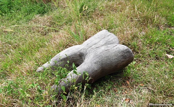 tooth Wooden Sculptures In Pasir Ris Park