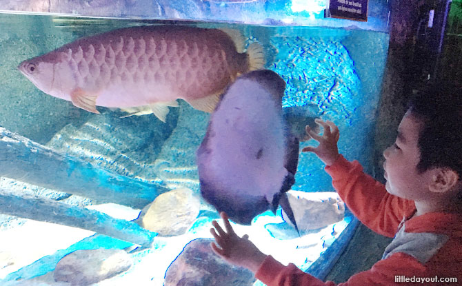 Learn about marine life at Sea Life Bangkok