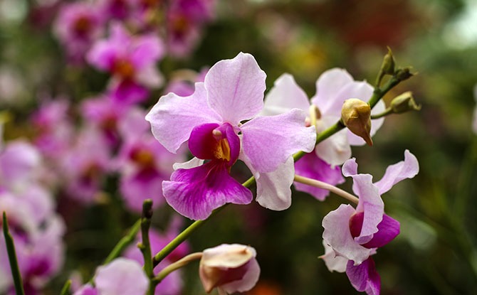 Our National Flower – Vanda Miss Joaquim